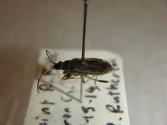 Zeridoneus costalis thumbnail 2
