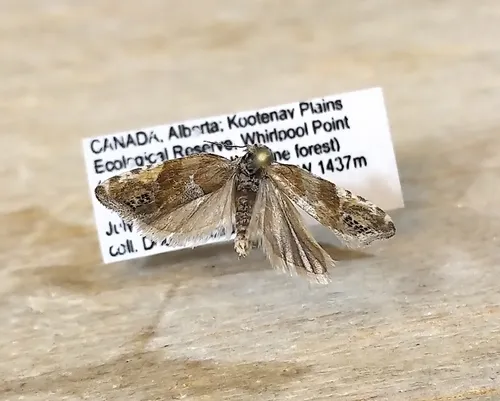 Eucosma youngi