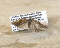Eucosma youngi thumbnail 1
