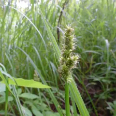 awl-fruited sedge thumbnail 3