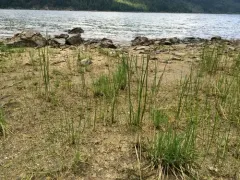 Ussurian water-milfoil thumbnail 4