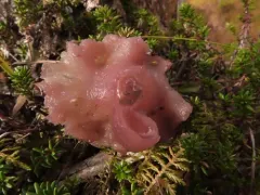 bog jellydisc thumbnail 4