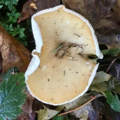 Buttery Collybia thumbnail 2
