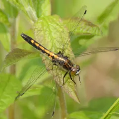 Dot-tailed Whiteface thumbnail 3