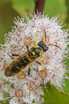 Yellow-sided Clover-sawfly thumbnail 2