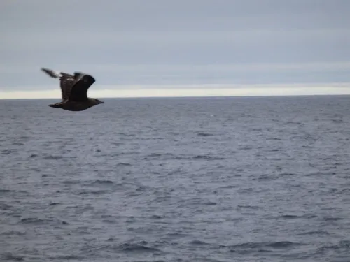 Great Skua