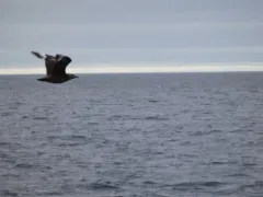 Great Skua thumbnail 1