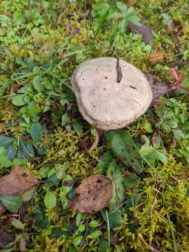 Sticky Bolete