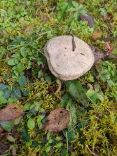 Sticky Bolete thumbnail 1
