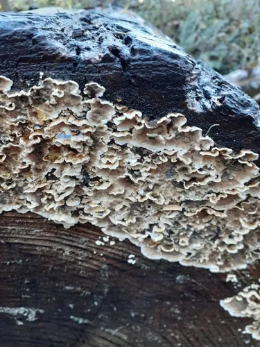 Veluticeps fimbriata