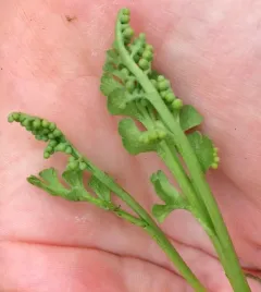 upswept moonwort thumbnail 3