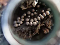 Diderma radiatum thumbnail 1
