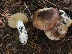 Suillus subalpinus thumbnail 2
