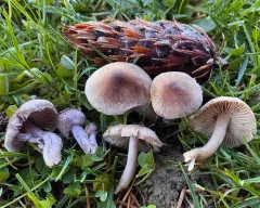lilac leg fibrecap thumbnail 3