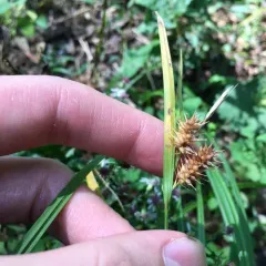 bottlebrush sedge thumbnail 3