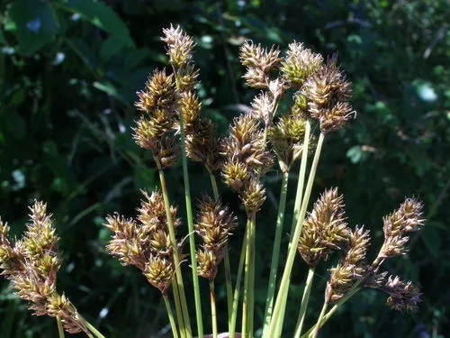 small-bracted sedge