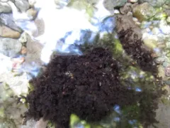 western waterfan lichen thumbnail 2