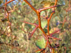Castlegar Hawthorn thumbnail 2