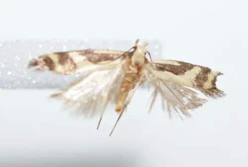 Chionodes landryi