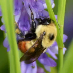 Red-belted Bumble Bee thumbnail 3