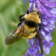 Northern Amber Bumble Bee thumbnail 4