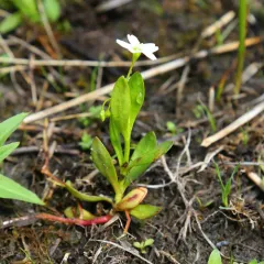 toadlily thumbnail 2