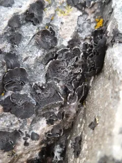 Netted Rocktripe Lichen thumbnail 4
