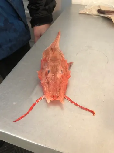 Armored Searobin
