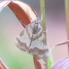 Rufous-banded Crambid Moth thumbnail 2