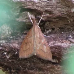 Celery Leaftier Moth thumbnail 3