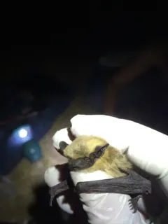 Canyon Bat thumbnail 3