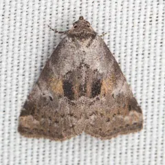 Black-patched Graylet thumbnail 3