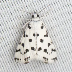 Spotted Peppergrass Moth thumbnail 1