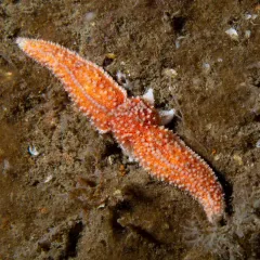 Common Sea Star thumbnail 4