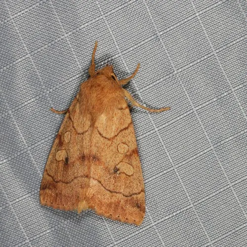Smoked Sallow