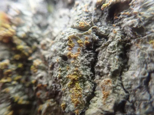 Crusty Firedot Lichen