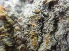 Crusty Firedot Lichen thumbnail 1