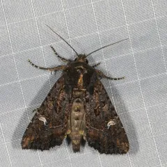 Kidney-spotted Rustic Moth thumbnail 3