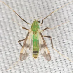 Stenochironomus hilaris thumbnail 4