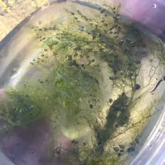 common bladderwort thumbnail 4