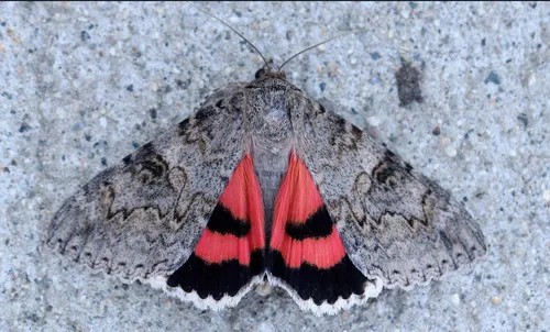 Hermia's Underwing Moth