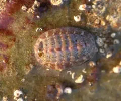 Red Mail-shell thumbnail 3