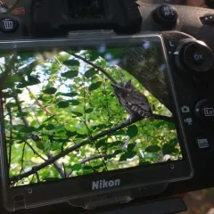 Eastern Screech-Owl thumbnail 2