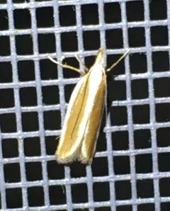 Juniper Webworm Moth thumbnail 2