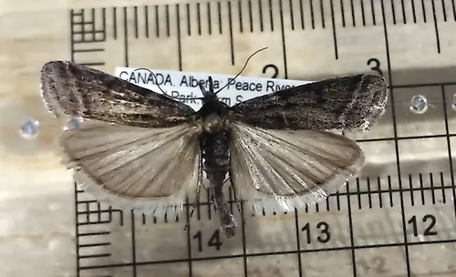 Sarata caudellella