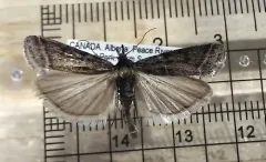 Sarata caudellella thumbnail 1