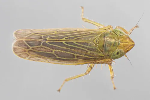 Laevicephalus peronatus