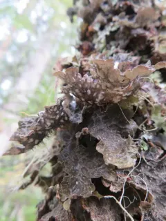 Smoker's Lung Lichen thumbnail 2