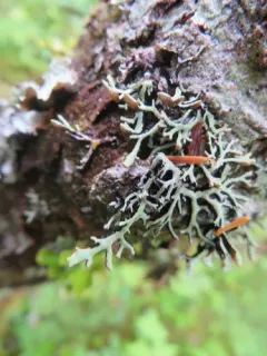 Brownish Monk's-hood Lichen thumbnail 2