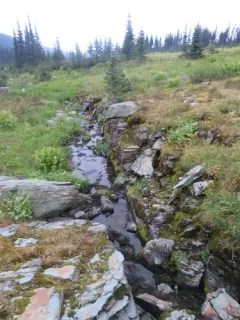 Helmet-moss thumbnail 2